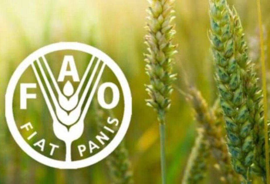 Uzbekistan elected to FAO Council of UN for the first time