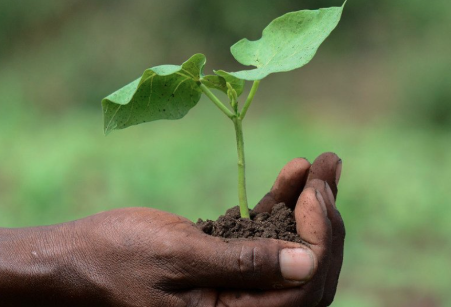 Slight decrease in global hunger as inequalities widen, UN report reveals