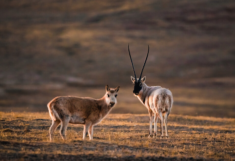 Robotic guardian joins Tibetan antelope herd