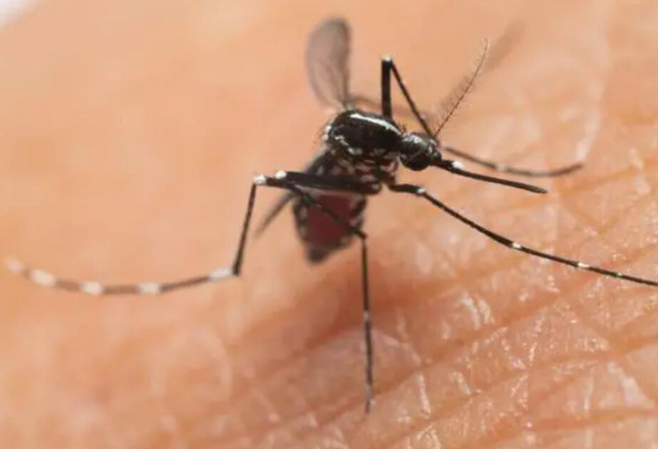 UK cases of mosquito-borne virus more than double