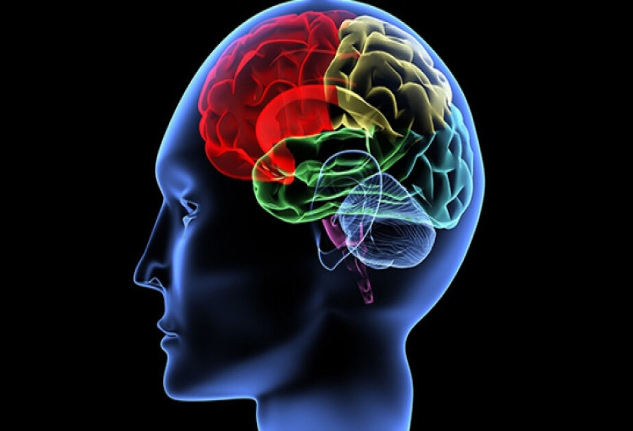 What happens in the brain when it learns something new