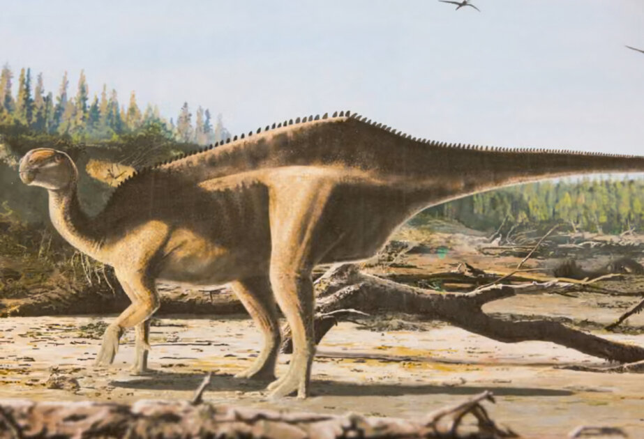 Scientists discover new dinosaur species with ‘eye-catching sail used for mating’
