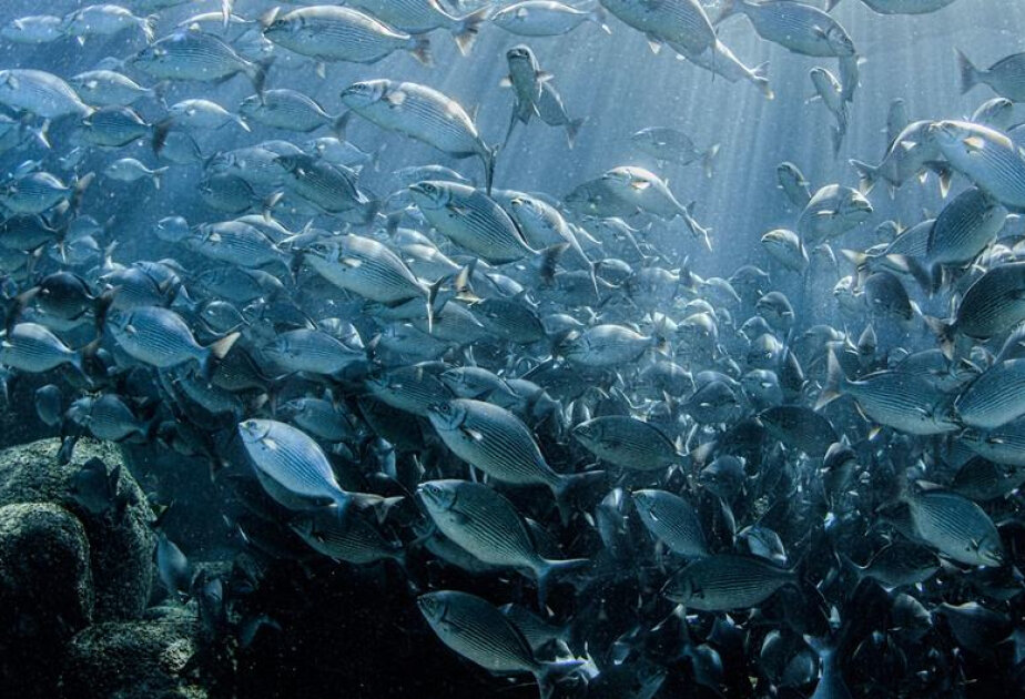Momentum builds towards marine biodiversity treaty, as experts convene in New York